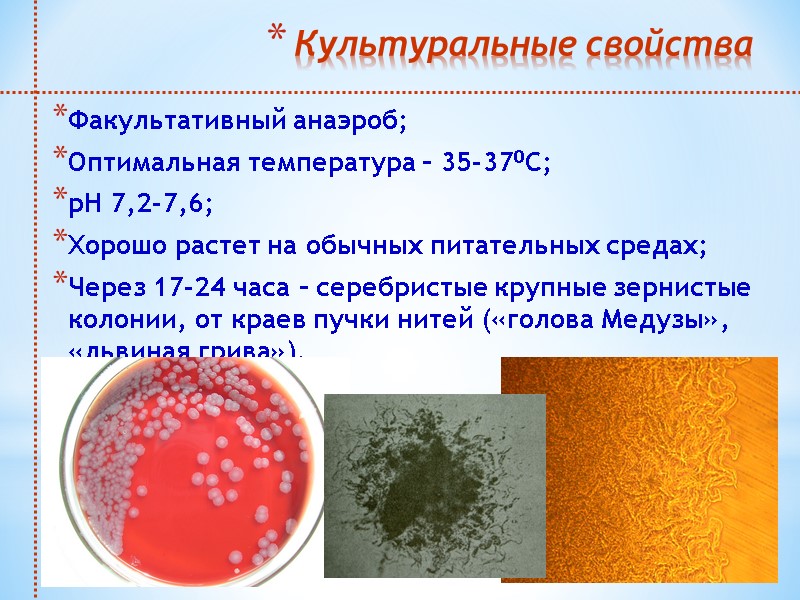 Культуральные свойства Факультативный анаэроб; Оптимальная температура – 35-370С; рН 7,2-7,6; Хорошо растет на обычных